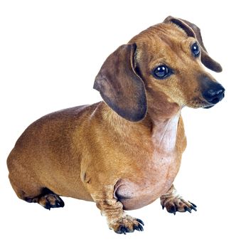 Horizontal shot of a cute little dachshund dog being very attentive.  On white background
