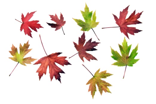 Autumn leaves of different changing colors scattered about on white background.