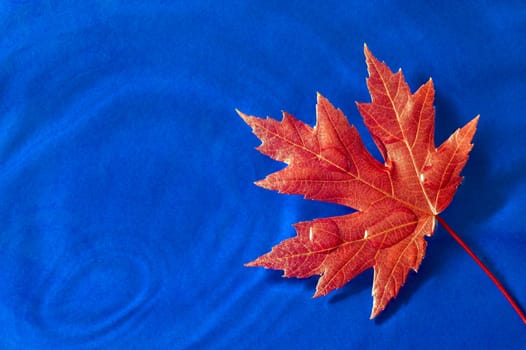 Horizontal shot of a beautiful Autumn leaf with water droplets floating on blue water background.
