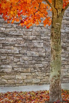 Vertical shot of a brightly orange colored tree in Autumn standing against a brick wall background perfect for your copy.