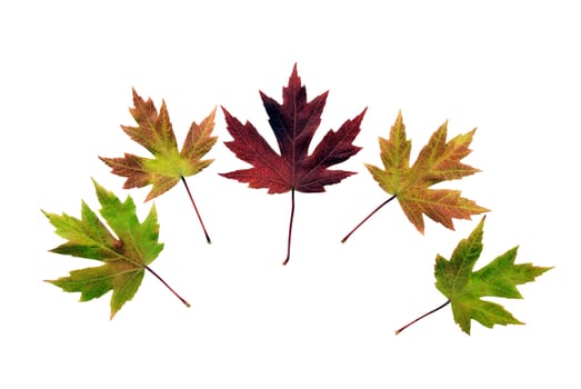 Horizontal close up shot of beautiful Autumn leaves as they change their color on a white background.