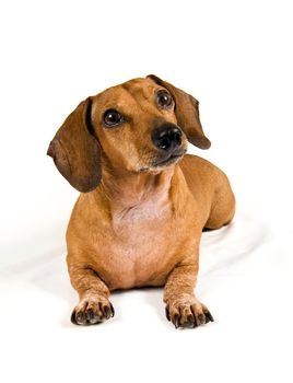Cute little curious dachshund dog looking up at something.  On white background