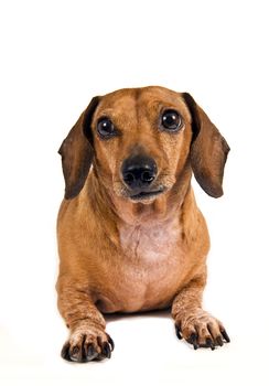 Vertical shot of little dachshund dog with head tilted slightly