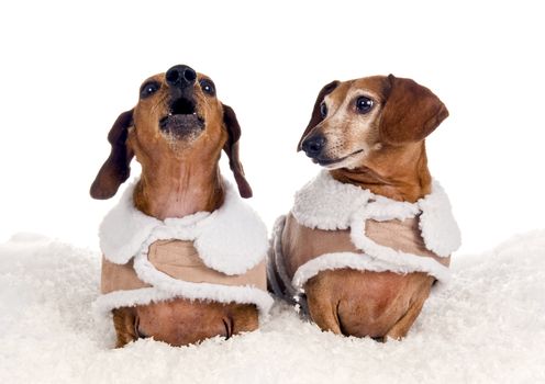 Horizontal studio shot of a pair of dachshunds in their winter attire in faux snow and one calling for HELP.