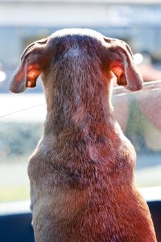 Sweet older dachshund dog looking out of a car window wondering when his owner is coming back