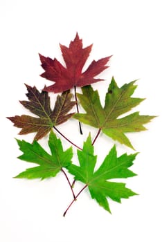 Close up vertical shot of Autumn leaves changing on white background