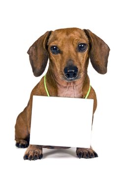 Cute little dachshund dog holding a blank sign around his neck for your copy
