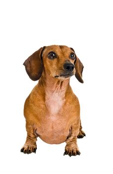 Silly little dachshund on white background