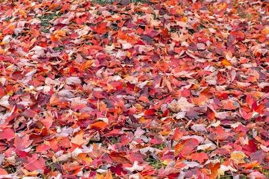 Autumn leaves of bright colors as background
