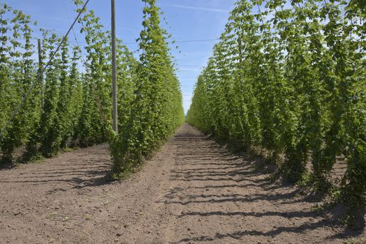 Agriculture and farming hops in the Willamette valley Oregon.