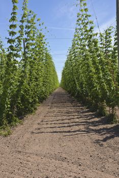 Agriculture and farming hops in the Willamette valley Oregon.