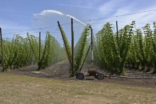 Agriculture and farming hops in the Willamette valley Oregon.