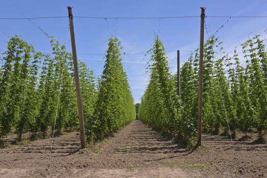 Agriculture and farming in the Willamette valley Oregon.