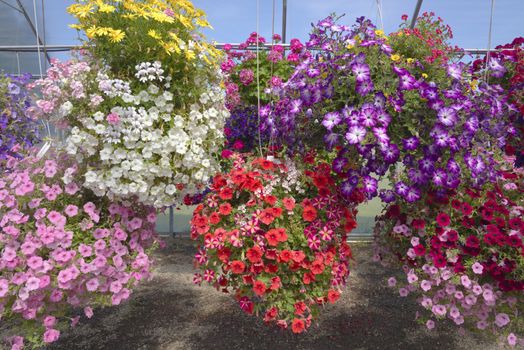 Display of Summer blooms in a farm and garden nursery Canby Oregon.