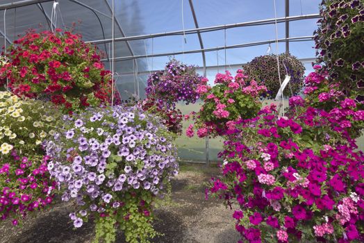 Display of Summer blooms in a farm and garden nursery Canby Oregon.