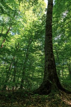 Front view of big trees with green leaves on and dead leaves around in forest.