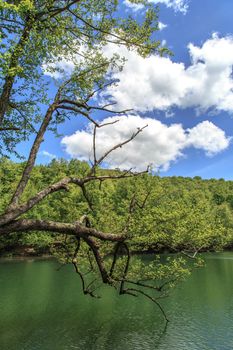 View of smooth lake among big trees, lake scape surrounded by trees.