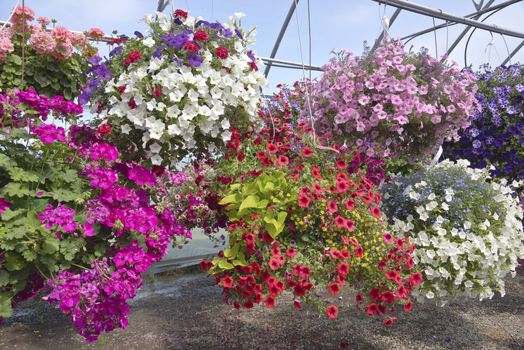 Display of Summer blooms in a farm and garden nursery Canby Oregon.