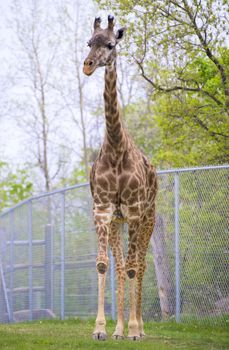 Cute young giraffe standing on toronto zoo