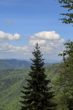 View of big pine trees in forest in Yedigoller National Park surrounded with mountains, on blue cloudy sky background.