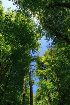 Bottom view of big tree trunks in forest, with the view of blue sunny sky above.