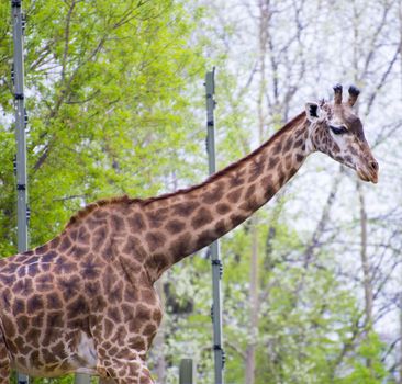 Detail of giraffe neck and head in toronto zoo