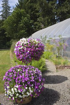 Display of Summer blooms in a farm and garden nursery Canby Oregon.