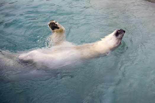 Polar bear swimming on his back - taken on a zoo