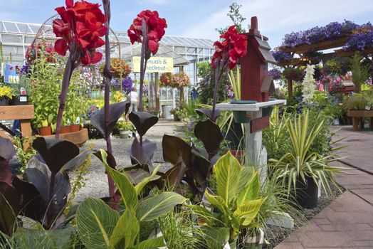 Display of Summer blooms in a farm and garden nursery Canby Oregon.