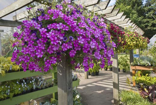 Display of Summer blooms in a farm and garden nursery Canby Oregon.