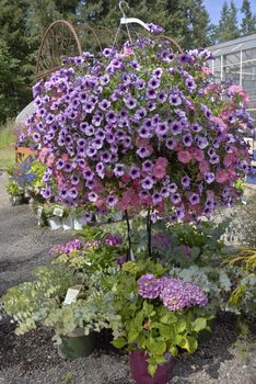 Display of Summer blooms in a farm and garden nursery Canby Oregon.