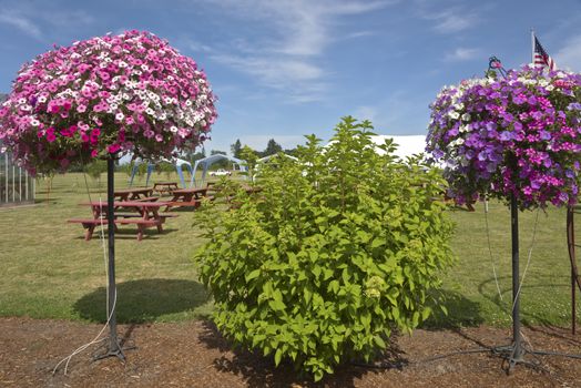 Display of Summer blooms in a farm and garden nursery Canby Oregon.