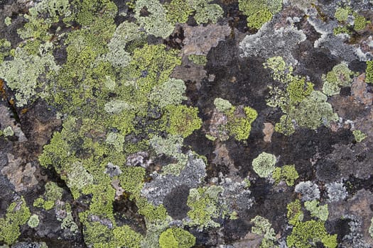 Photo of background wild green texture of moss and lichen