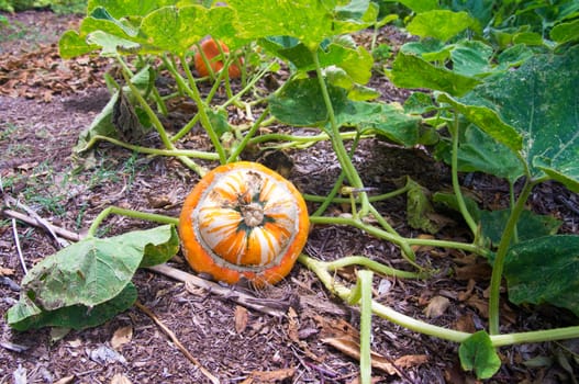 Pumpkin grows in rural California, USA