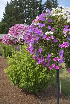 Display of Summer blooms in a farm and garden nursery Canby Oregon.