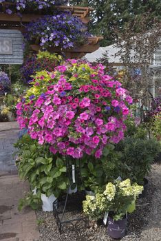 Display of Summer blooms in a farm and garden nursery Canby Oregon.