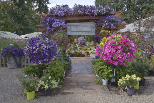 Display of Summer blooms in a farm and garden nursery Canby Oregon.