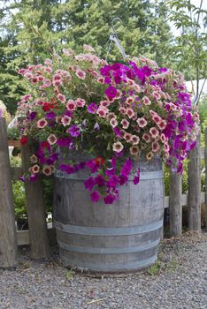 Display of Summer blooms in a farm and garden nursery Canby Oregon.