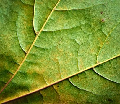 abstract background or texture detail of autumn leaves on a tree