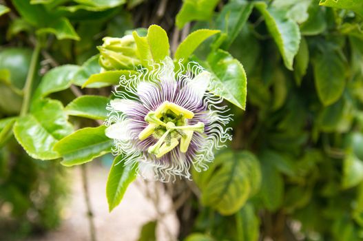 Exotic flower in wilds of California