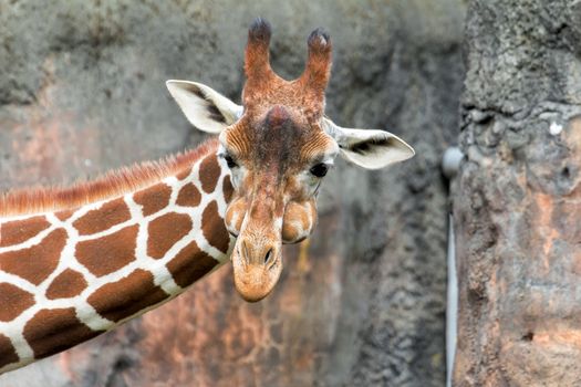 Giraffe with Puffy Cheeks Portrait