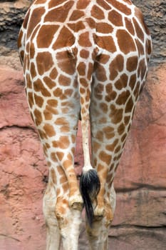 Tail of the Giraffe from Behind Abstract Portrait