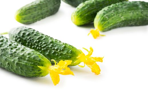 Group of fresh village cucumbers on a white wooden background, close up, isolated on white background