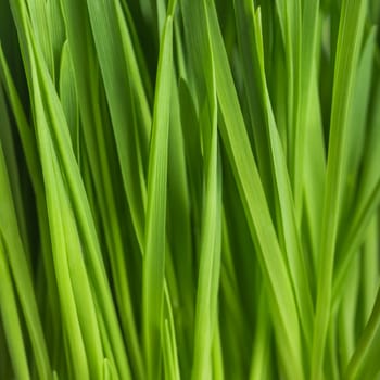 Young green sprouts of oat for healthy lifestyle, fresh green grass, close up