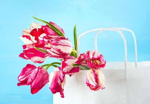 Beautiful bouquet of bright pink tulips, flowers in a paper bag  on a blue background for mother's day, birthday, march 8, greeting concept