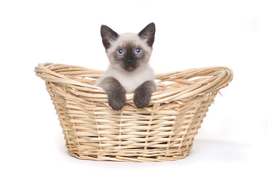 Adorable Siamese Kittens on a White Background