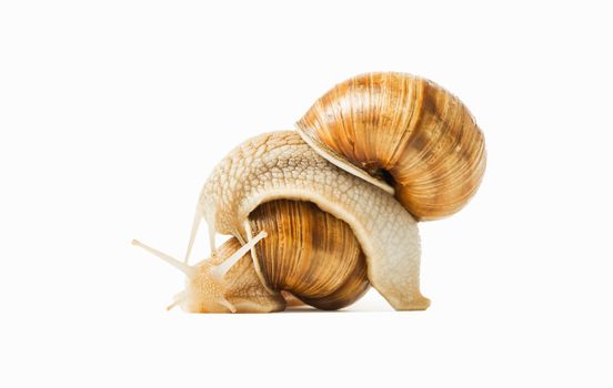 Two snails drawn to each other isolated on a white background. The concept of love, feelings, attitudes.