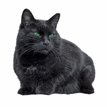 Black cat sitting and looking, isolated on white