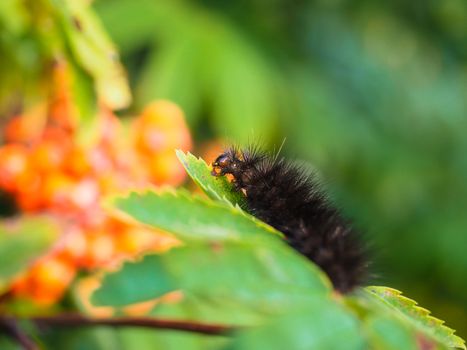 Fury dark brown caterpillar eating on a fresh green leaf in forest