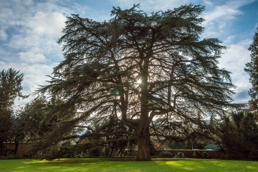 biggest cedar of Germany in the castle garden, city of Weinheim